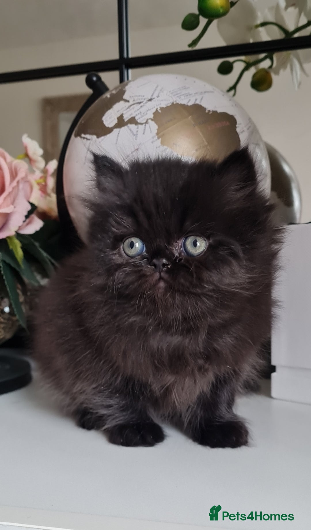 Persian cats for sale: Beautiful persian kittens  - Image 30