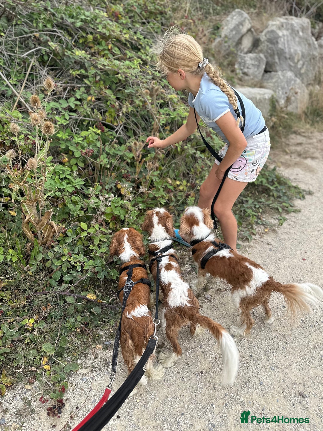 Cavalier King Charles Spaniel dogs for sale: Pure breed cavalier King Charles puppies - Advert 12