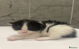 Mixed Breed cats for sale: 5 Mixed Breed Kittens for sale - Image 9