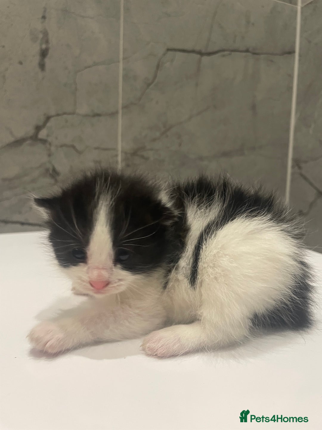 Mixed Breed cats for sale: 5 Mixed Breed Kittens for sale - Image 9