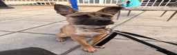 Mixed Breed dogs for sale: Louis in Brackley - Advert 2