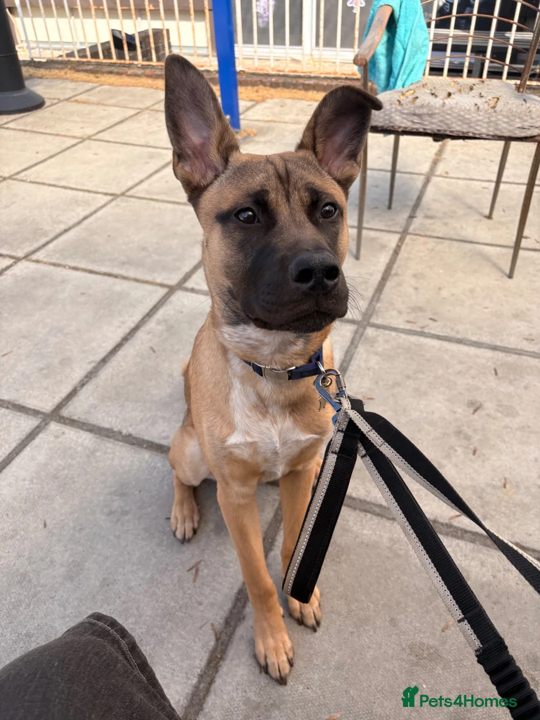 Mixed Breed dogs for sale: Louis in Brackley - Advert 2