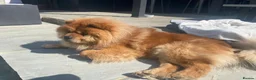 Chow Chow dogs for sale: Pablo The Chow - Advert 8