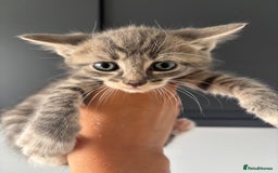 British Shorthair cats for sale: Kittens available BLUES in Axbridge - Image 13