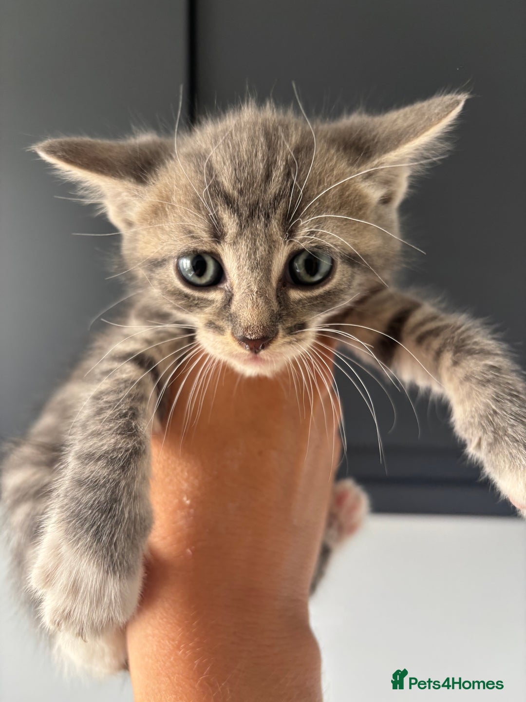 British Shorthair cats for sale: Kittens available BLUES in Axbridge - Image 13