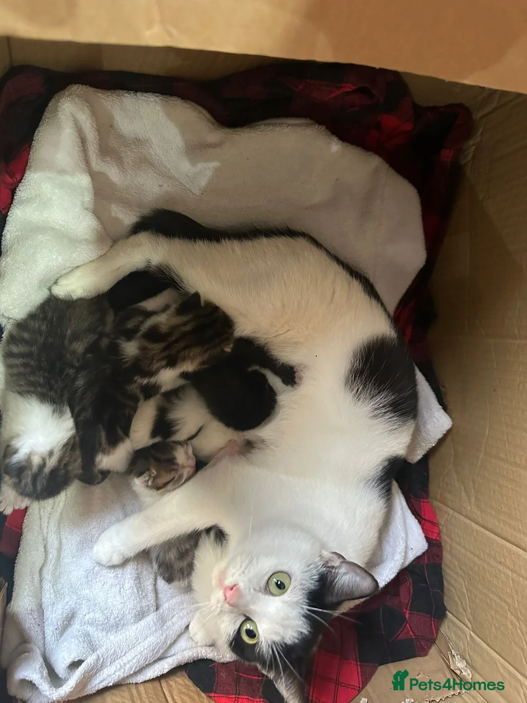 Mixed Breed cats for sale: Mixed breed kittens - Advert 1