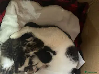 Mixed Breed cats Mixed breed kittens - Advert 1