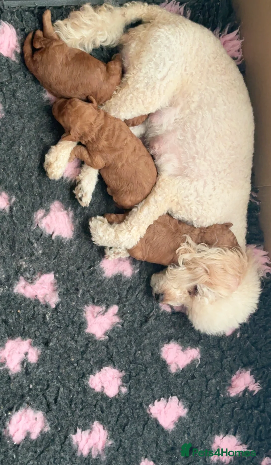 Toy Poodle dogs for sale: Beautiful Toy Poodle Puppies - Advert 9