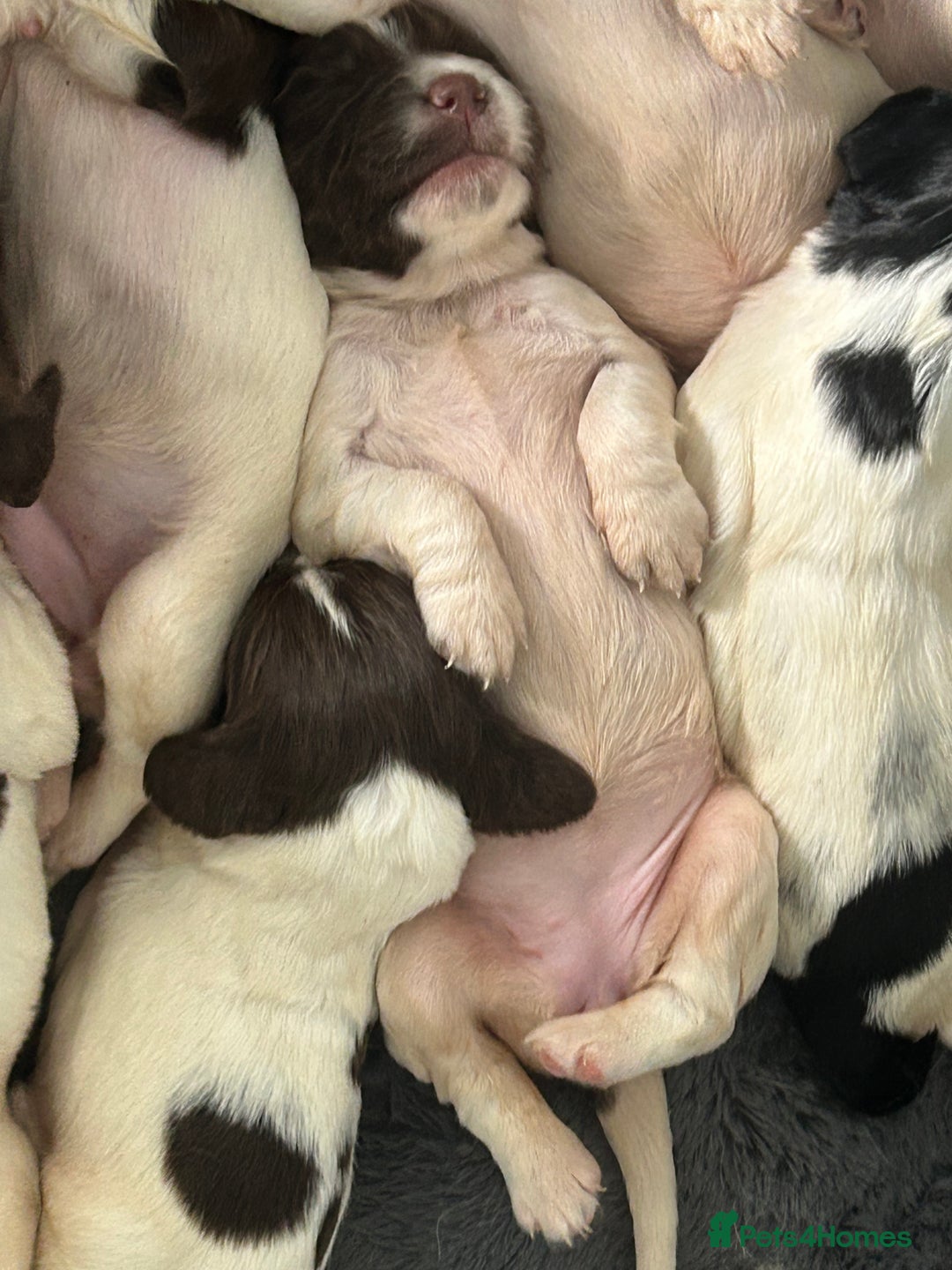 English Springer Spaniel dogs for sale: KC registered Springer spaniels puppies  - Image 27
