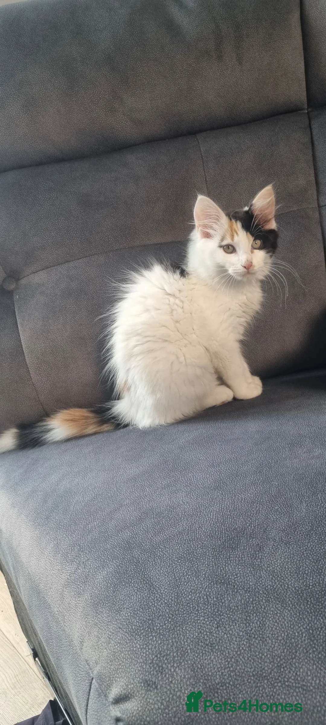 Mixed Breed cats for sale: Fluffy little girls - Advert 9