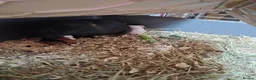 Guinea Pig rodents for sale: New baby piggies  - Advert 8