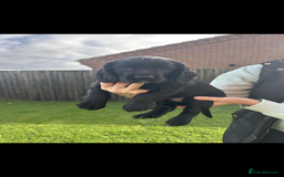 Cocker Spaniel dogs for sale: *READY TO LEAVE* Cocker Spaniel puppies  - Advert 4