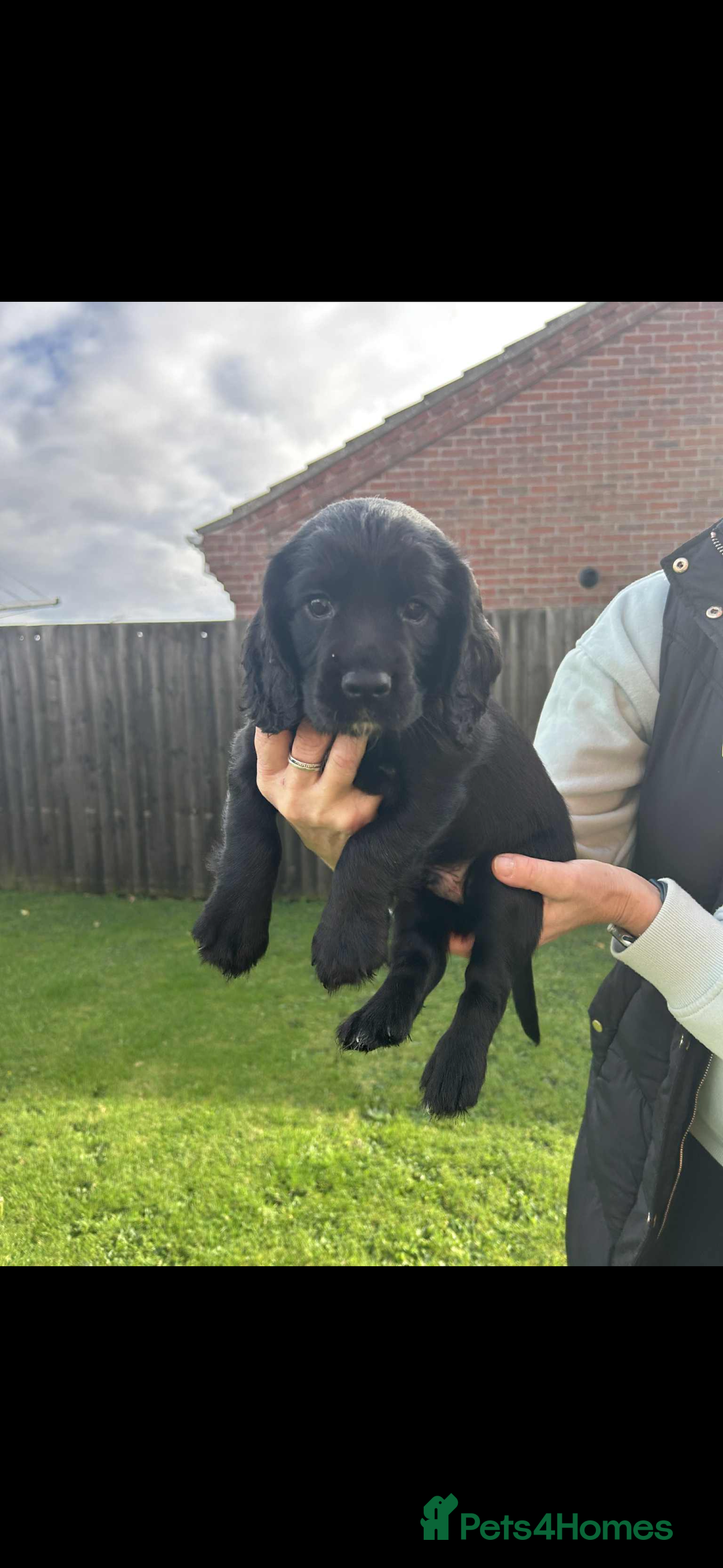 Cocker Spaniel dogs for sale: *READY TO LEAVE* Cocker Spaniel puppies  - Advert 4