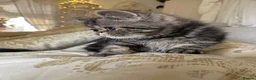 Exotic cats for sale: Exotic Persians  - Advert 9
