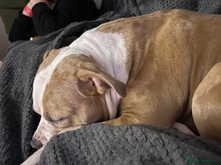 Mixed Breed dogs Staffy cross puppies - Advert 1