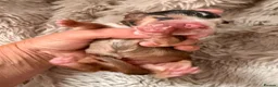 Cocker Spaniel dogs for sale: LICENSED BREEDER KC HEALTH TESTED SHOW COCKERS - Advert 7