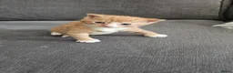 Mixed Breed cats for sale: Kittens for sale - Advert 4