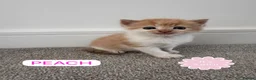 Mixed Breed cats for sale: ginger kittens  in Hailsham - Advert 23