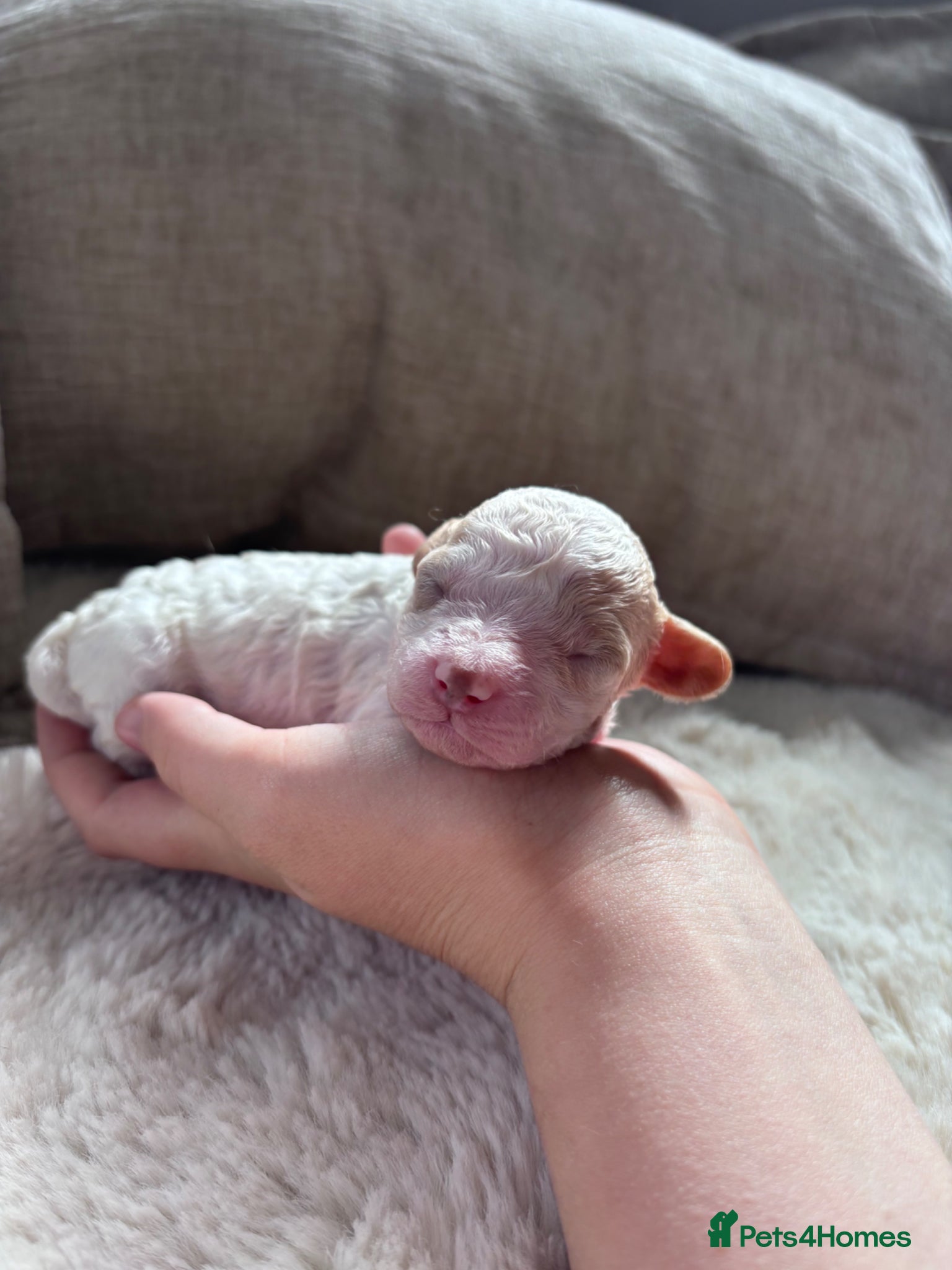 Cavapoo dogs for sale: Stunning Cavapoo puppies - Advert 11