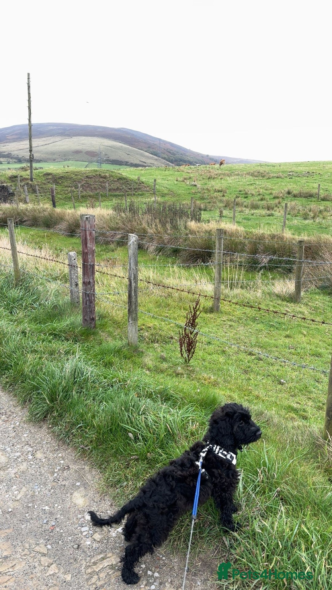 Cockapoo dogs for sale: Male F1B cockapoo - Advert 6