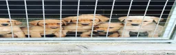 Labrador Retriever dogs for sale: Stunning red/yellow traditional labrador puppies  - Advert 5