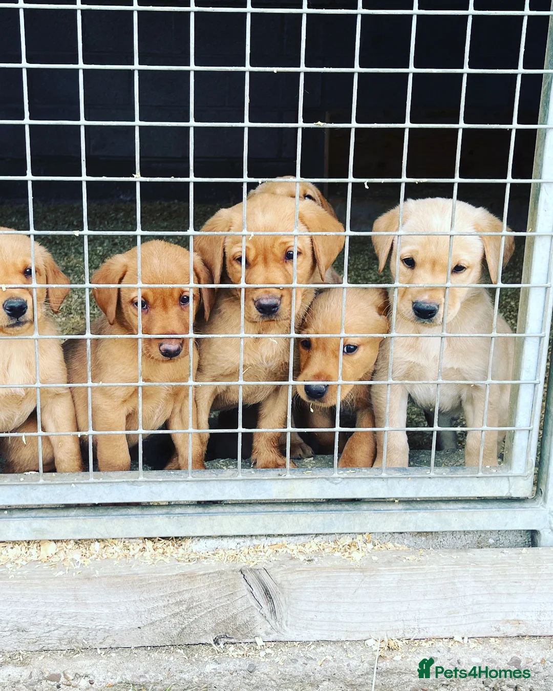 Labrador Retriever dogs for sale: Stunning red/yellow traditional labrador puppies  - Advert 5