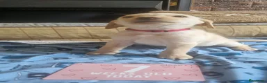 Labrador Retriever Puppy 9