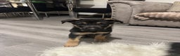 German Shepherd dogs for sale: Lovely shepherds  - Advert 4