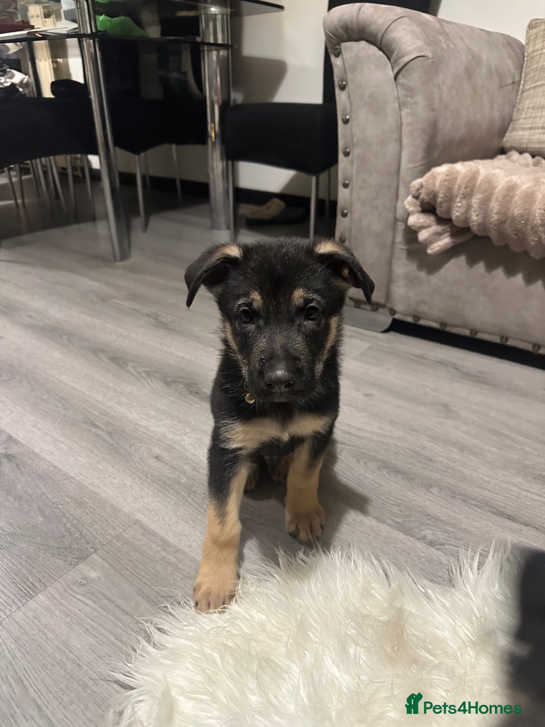 German Shepherd dogs for sale: Lovely shepherds  - Advert 4