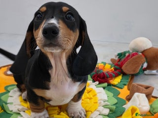 Miniature Dachshund dogs 🌟READY NOW🌟🐾Smooth coat Miniature Dachshund 🐾 - Advert 17