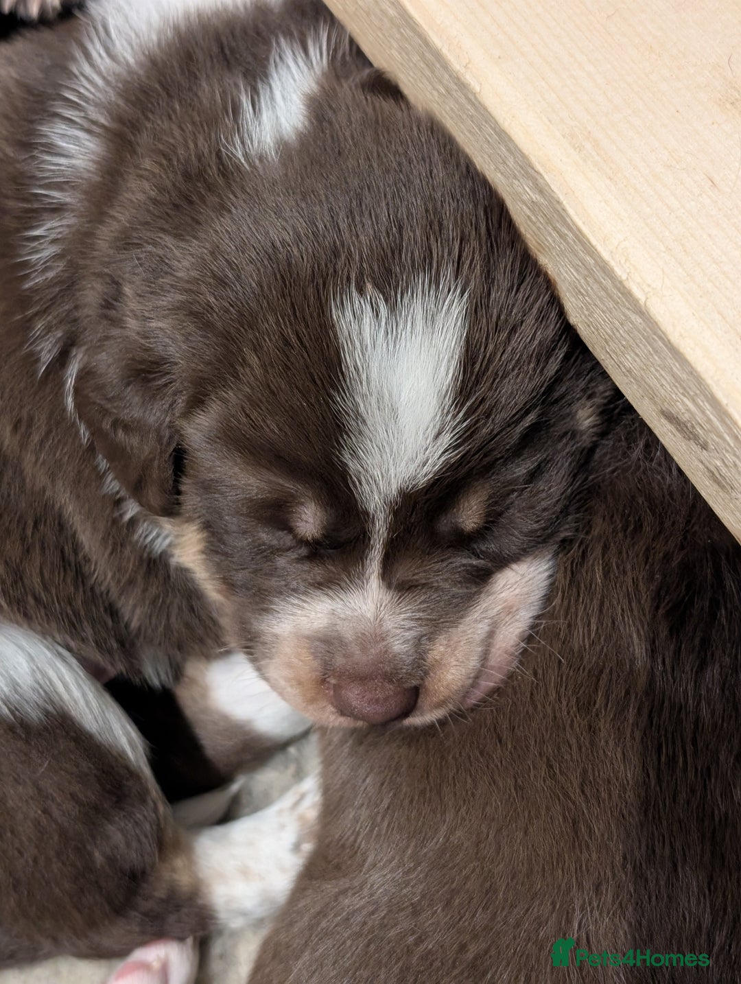 Border Collie dogs for sale: Collie mix puppies looking for their families! - Image 11