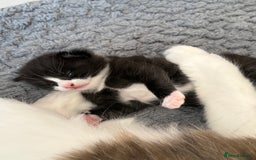 Mixed Breed cats for sale: Little boy cross breed  - Image 1