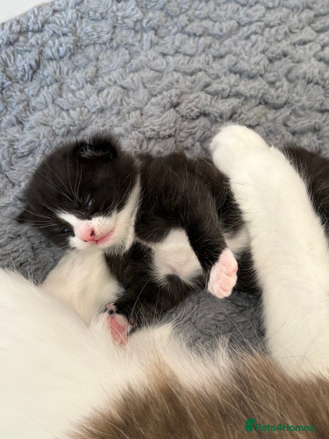 Mixed Breed cats for sale: Little boy cross breed  - Image 1