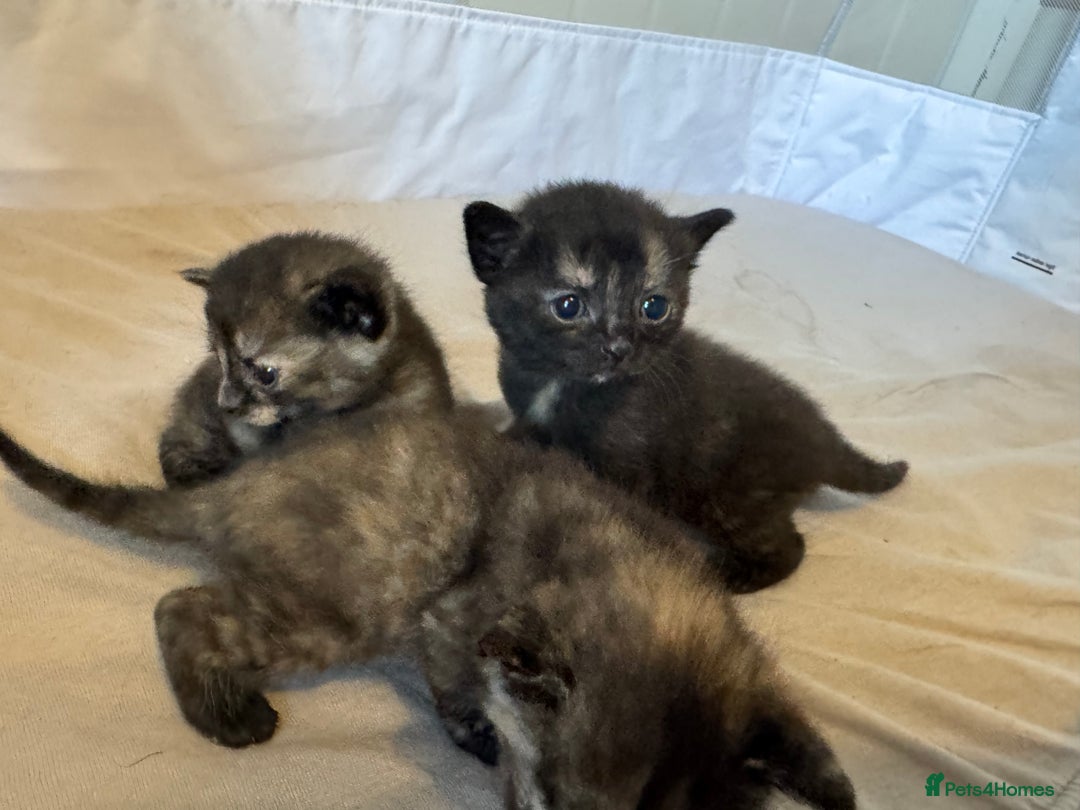 British Shorthair cats for sale: Dark Tortious Shel Kittens in Yeovil - Image 1