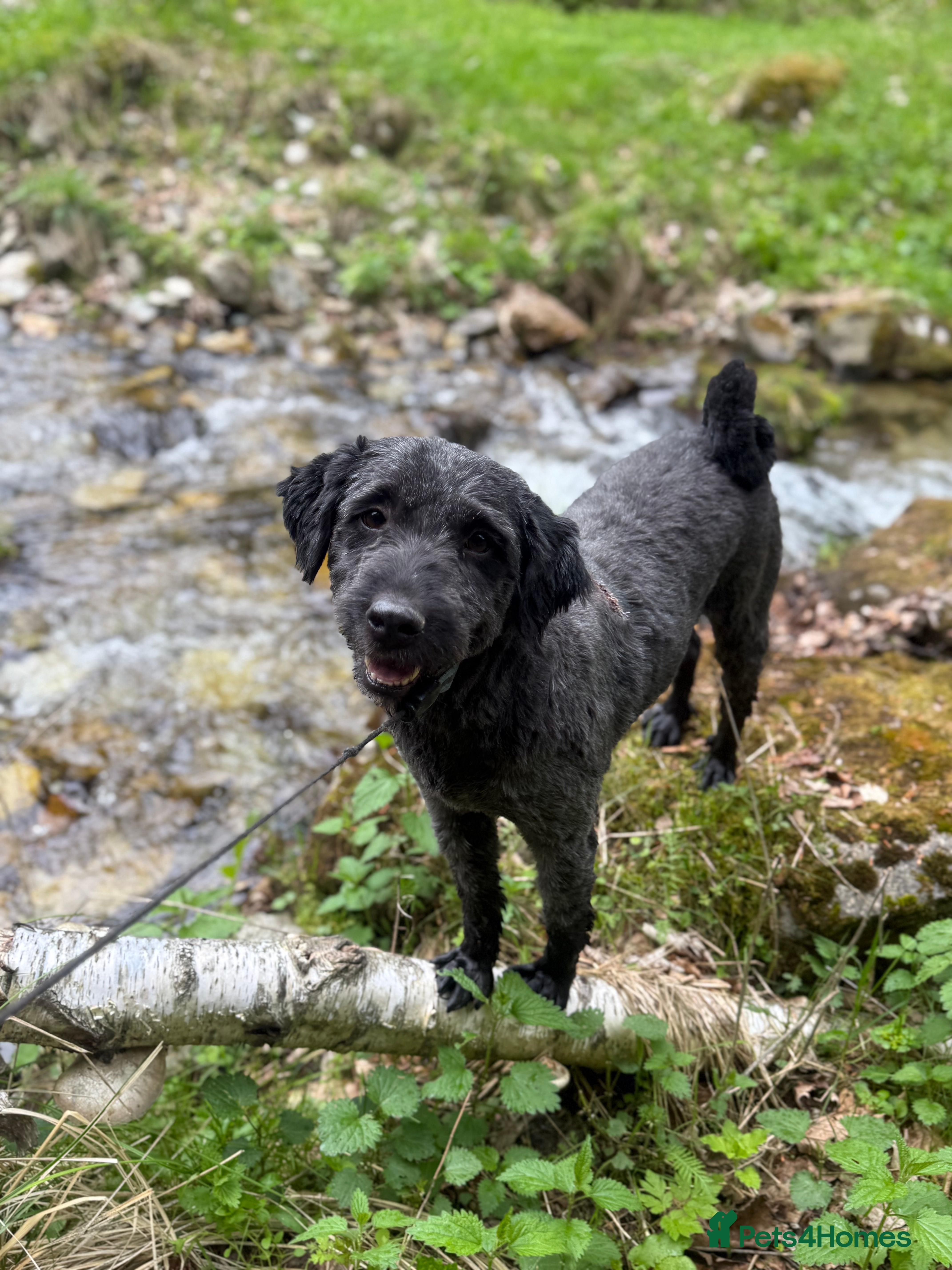 Mixed Breed dogs Buzz needs a home - Advert 8