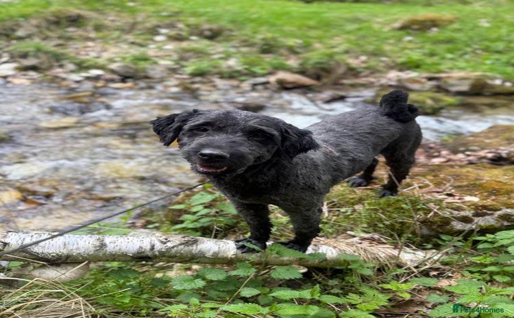 Mixed Breed dogs - Advert 7