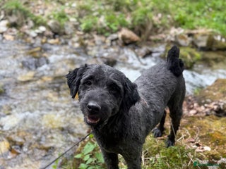 Mixed Breed dogs Buzz needs a home - Advert 7