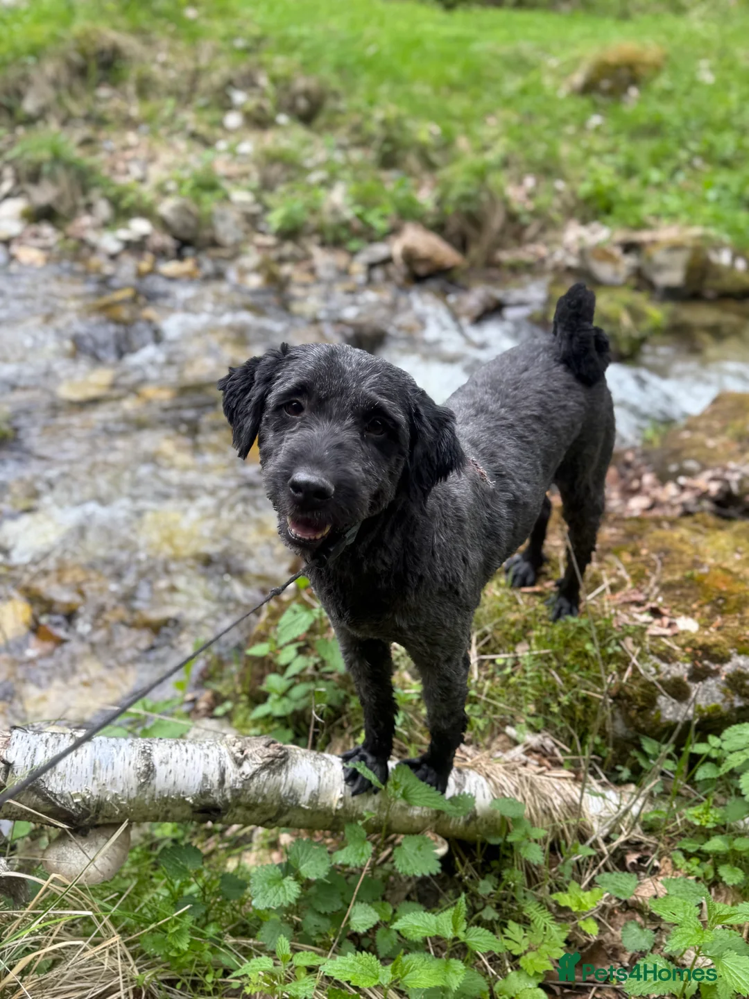 Mixed Breed dogs for adoption: Buzz needs a home - Advert 1