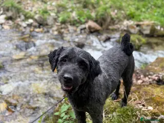 Mixed Breed dogs Buzz needs a home - Advert 5