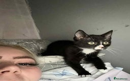 British Shorthair cats for sale: 3 cats for sale  - Advert 5