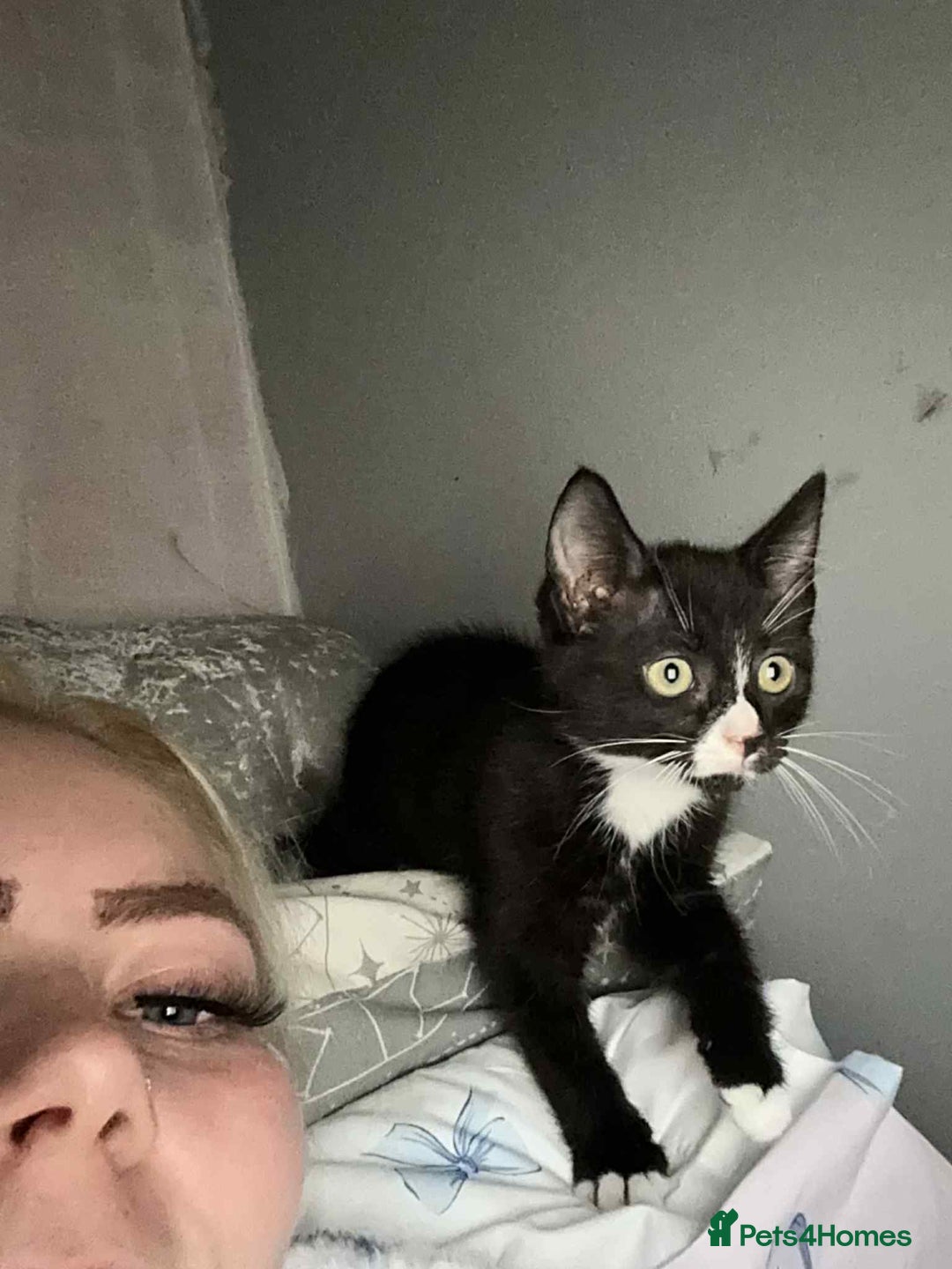 British Shorthair cats for sale: 3 cats for sale  - Advert 5