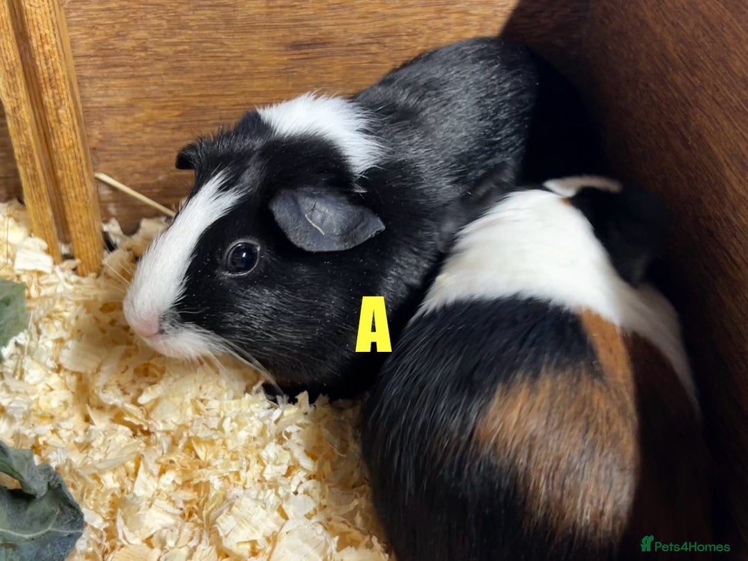 Guinea Pig rodents for sale: Boars and Sows - Image 5