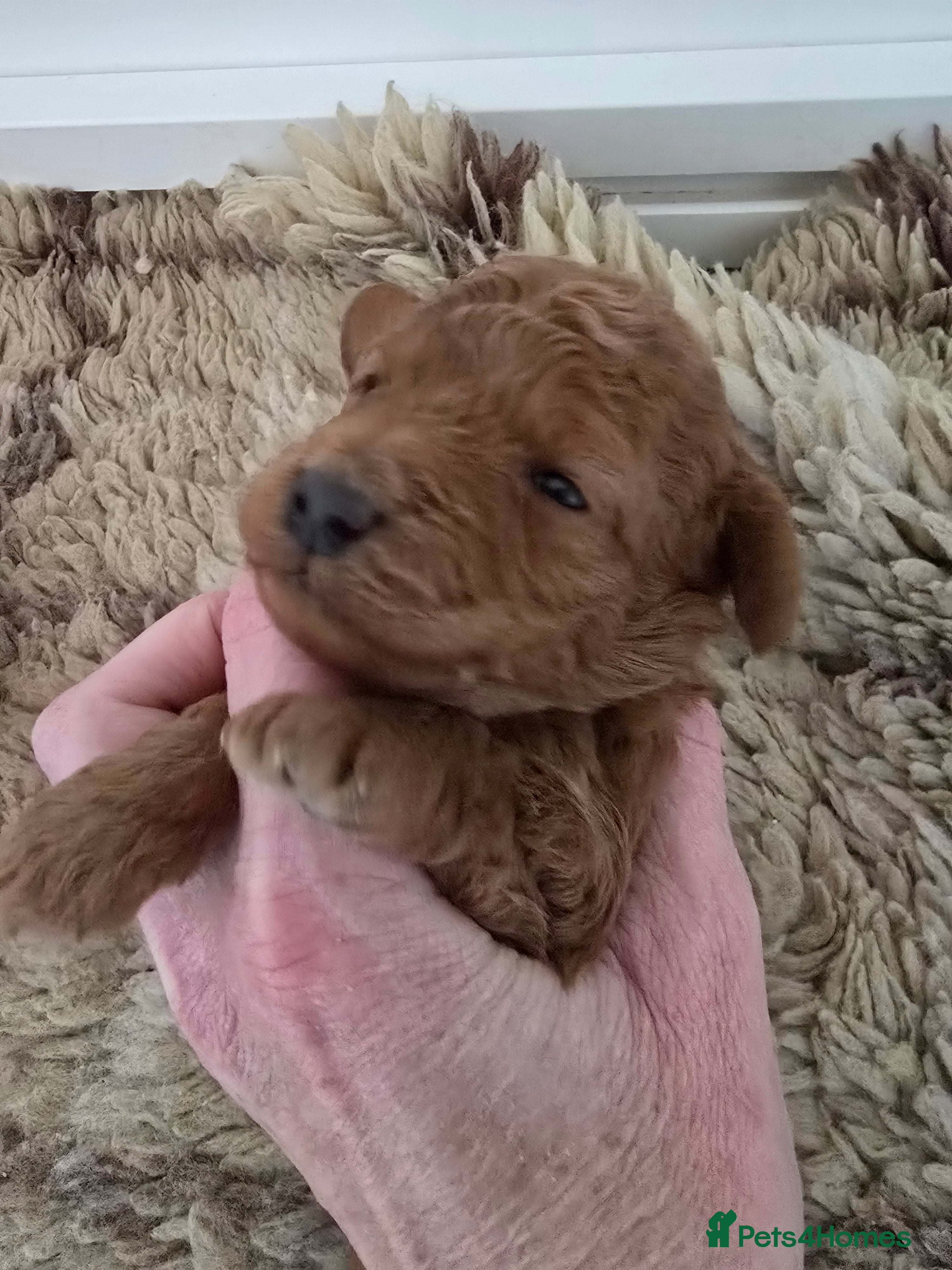 Cockapoo dogs  Toy cockerpoo health tested licensed Breeder  - Advert 11