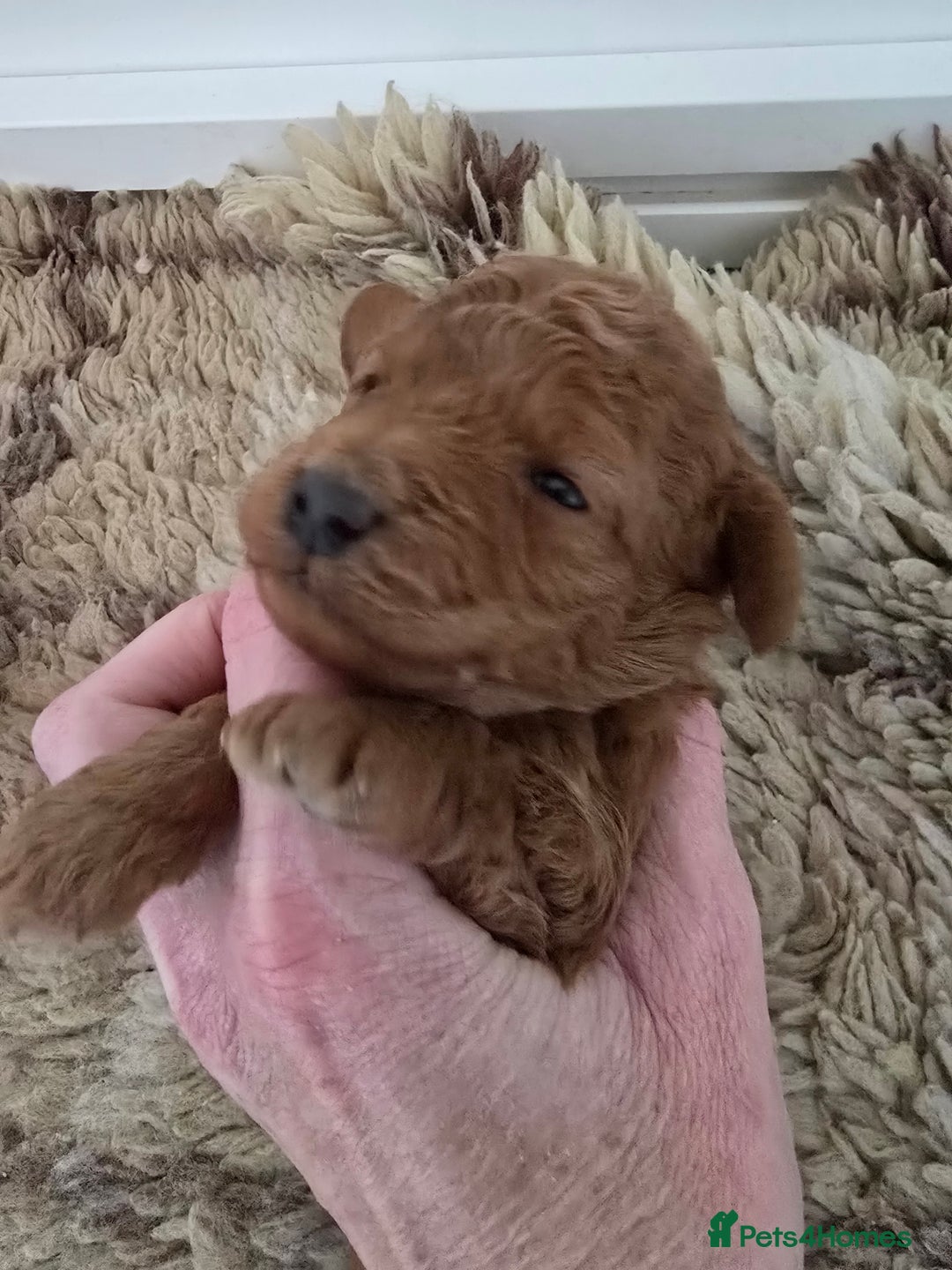 Cockapoo dogs for sale:  Toy cockerpoo health tested licensed Breeder  - Advert 9