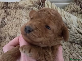 Cockapoo dogs Toy cockerpoo health tested licensed Breeder - Advert 1