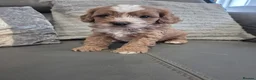 Cavapoo dogs for sale: F1 Cavapoo's  - Advert 4