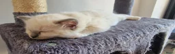 Ragdoll cats for sale: 3 blue point ragdoll kittens for sale - Advert 10