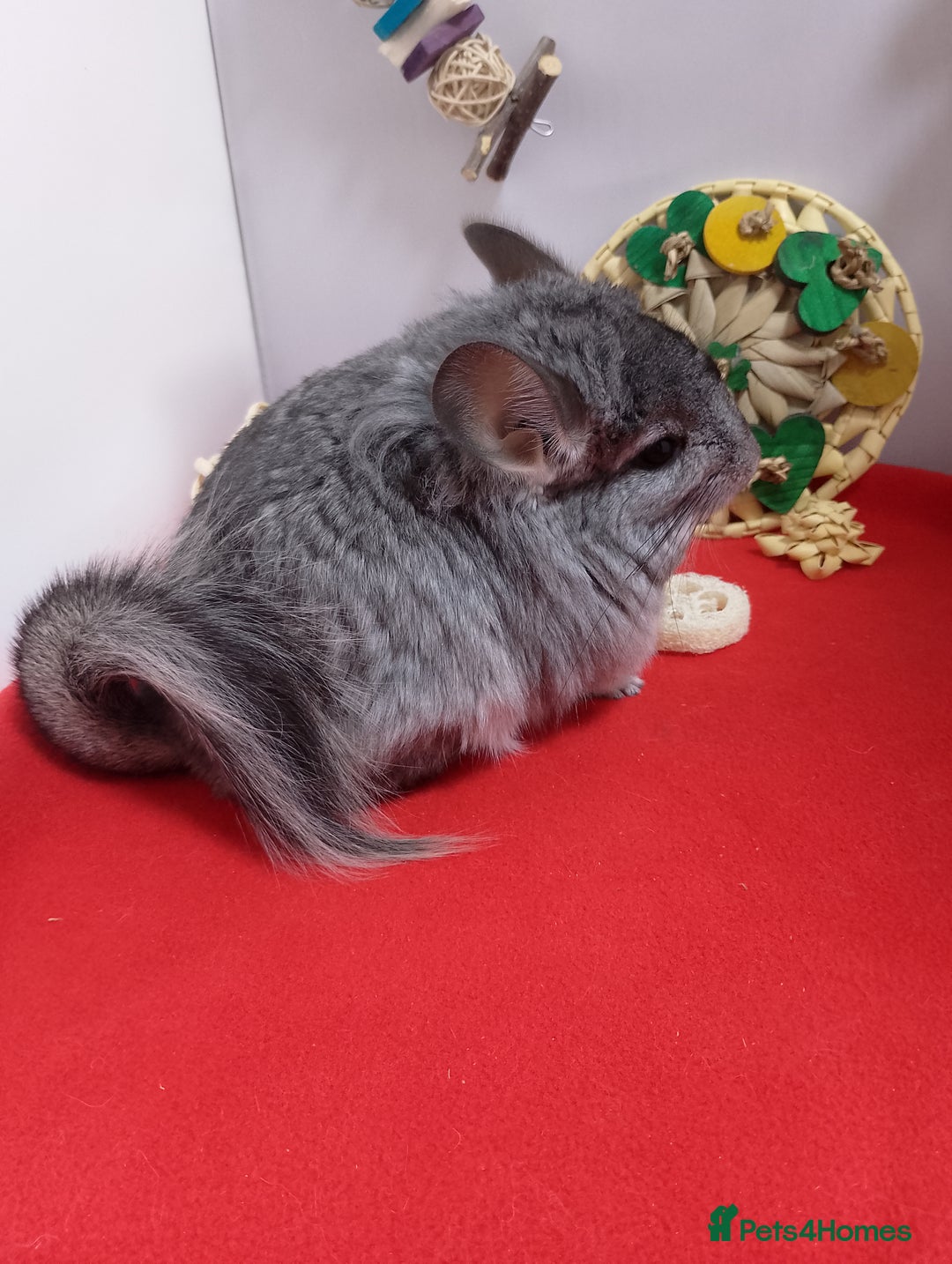 Chinchilla rodents for sale: RPA / RPAc young Female Chinchillas  - Advert 2
