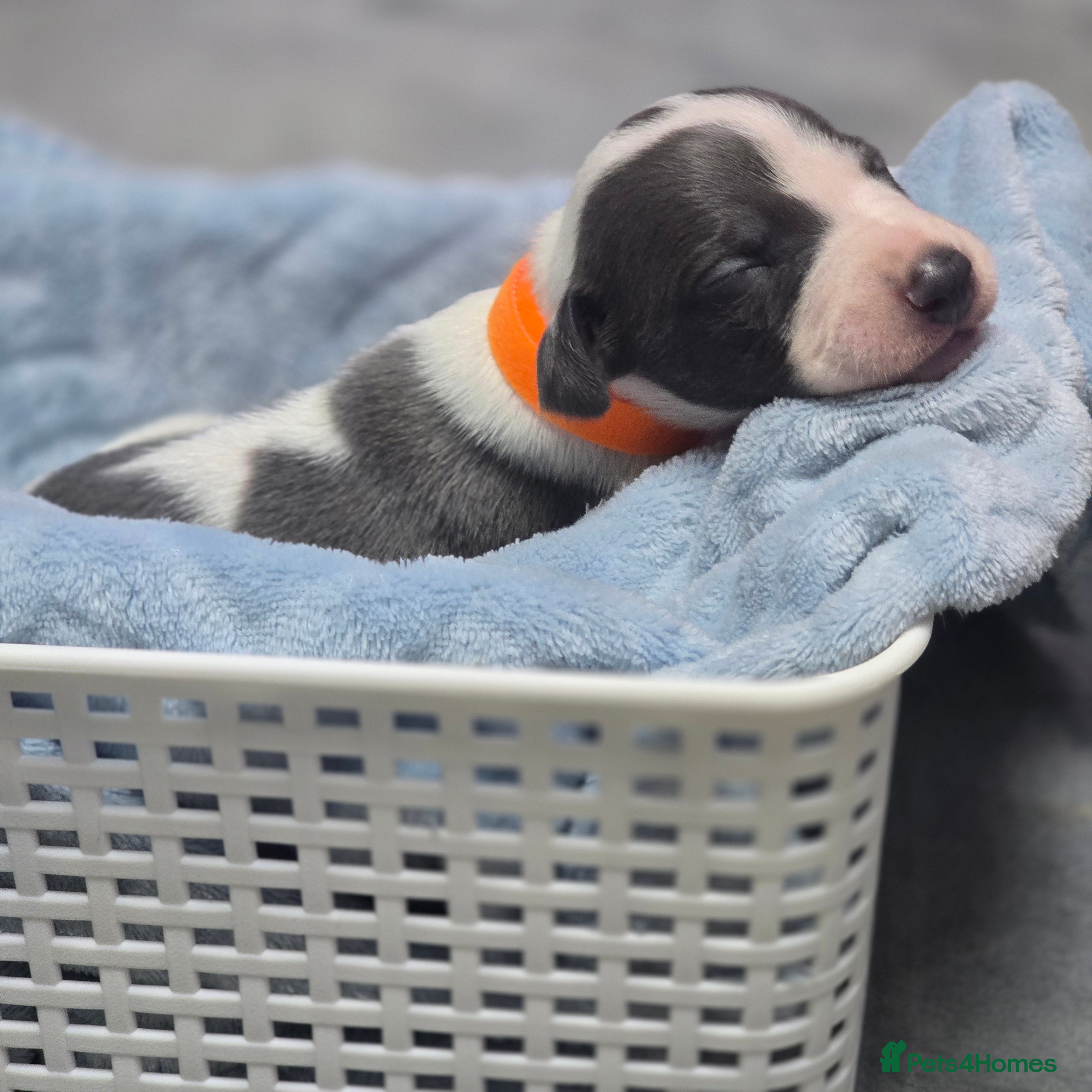 Whippet dogs Beautiful kc puppies not ready for 7 weeks  - Advert 2