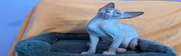Sphynx cats for sale: *PEDIGREE SPHYNX* TICA REGISTERED *DNA HCM4 CLEAR* - Advert 37